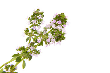 Fresh blooming thyme herb isolated on white background