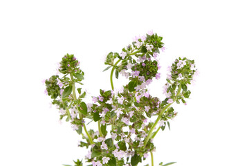 Obraz premium Medicinal blooming thyme herb isolated on white