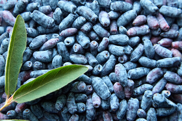 Fresh organic honeysuckle berries with leaves, top view