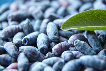 Summer ripe honeysuckle berries closeup