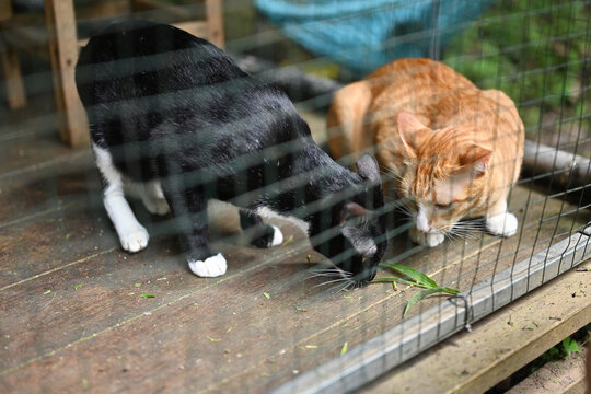 Two lovely cats are eating grass in a black cage at an animal shelter