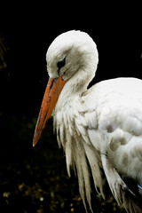 portret bociana © Monika