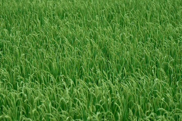 日本の田んぼ・田舎の風景