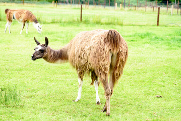 female llama, animal on the background of green grass