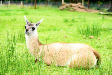female llama, animal on the background of green grass