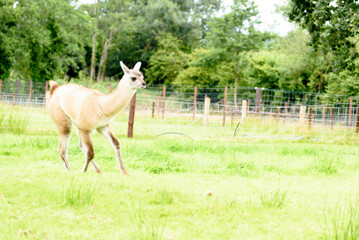 Obraz premium female llama, animal on the background of green grass
