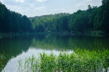 pond in the forest on a summer day