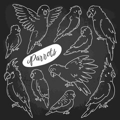 Parrots and tropical birds hand drawn chalk set on the blackboard in Doodle sketch style. Types of Psittacidae vector linear icons, cockatoos, macaws, lovebirds and budgerigars