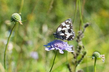 Bonita mariposa en bella flor