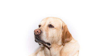 Retrato de un precioso perro Labrador 