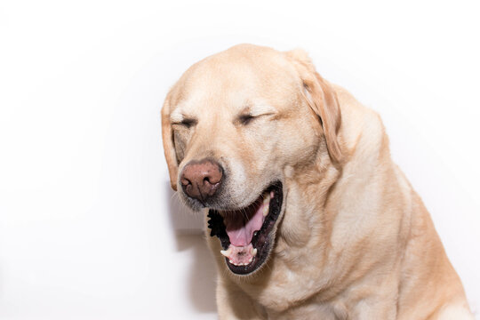 Perro riendo o bostezando 