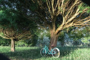 A blue cruiser bicycle stands under a tree