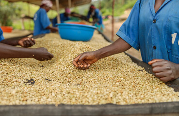 Cropped photo of memale workers sorting coffee beans at the farm, Rwanda region