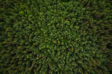 Trees canopy top down drone view
