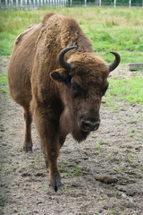 A young bison in an enclosure in Belovezhskaya Pushcha. Walks around the aviary.