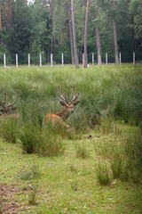 Spotted deer in the enclosure of Belovezhskaya Pushcha. They walk around the aviary.