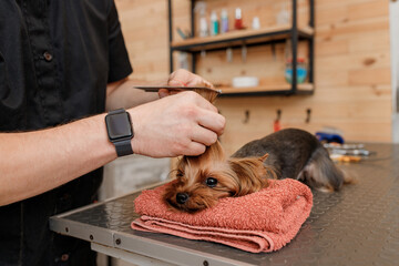 Male groomer brushing hair of Yorkshire terrier dog hair with comb after bathing at grooming salon. Woman pet hairdresser doing hairstyle in veterinary spa clinic