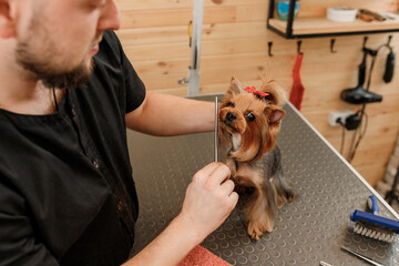 Male groomer brushing hair of Yorkshire terrier dog hair with comb after bathing at grooming salon....