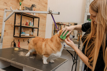Woman groomer combing fur of Welsh Corgi Pembroke dog with comb after bathing and drying at grooming salon. Woman pet hairdresser doing hairstyle in veterinary spa clinic