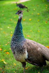 Paon bleu Pavo cristatus, République Dominicaine