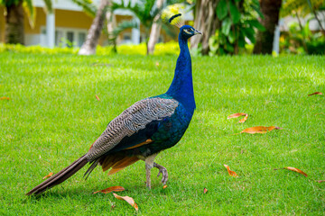 Paon bleu, Pavo cristatus, République Dominicaine