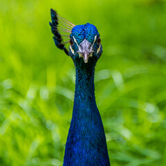 Naklejka premium Paon bleu Pavo cristatus, République Dominicaine