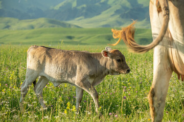 baby cow following his mother's tail