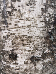 Bark of a tree. Close-up of birch bark. 