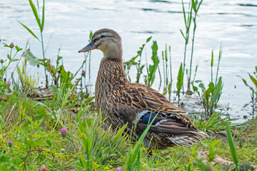 Wild duck closeup in summer. A bird in the wild next to a body of water