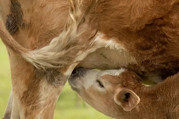 Tuinposter closeup of a baby cow  sucking milk from its mother © imphilip
