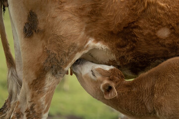 closeup of a baby cow  sucking milk from its mother
