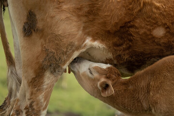 closeup of a baby cow sucking milk from its mother