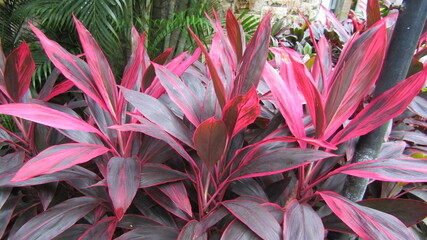 Beautiful ornamental plant. The leaves and stems are all purplish pink.