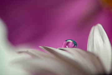 flower with dew dop - beautiful macro photography with abstract bokeh...
