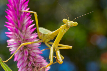 Praying Mantis, Tropical Rainforest, Costa Rica, Central America, America