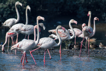 A flock of greater flamingo (Phoenicopterus roseus) seen in the wetlands near Airoli in New Bombay...