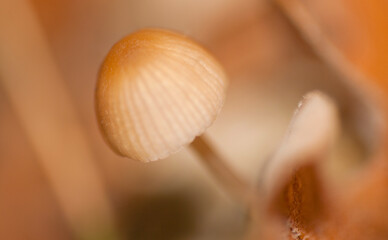 Wild Mushroom, Sierra de Guadarrama National Park, Segovia, Castile Leon, Spain, Europe
