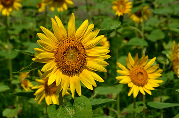 ヒマワリの花　サンフェスタ　向日葵