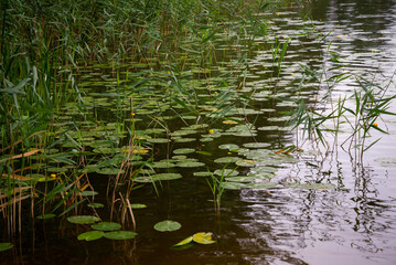 Waterlilies yet unbloomed in small pond