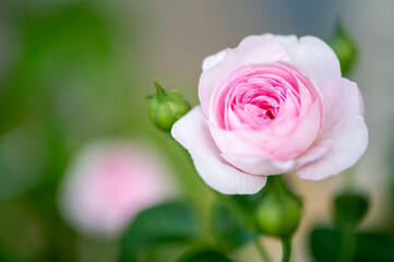 Mon Ceour , japanese rose pink rose blooming