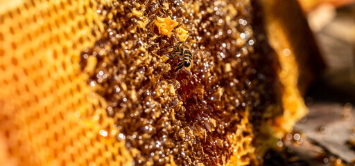 Honeycomb with sweet golden honey. Healthy eating. Beekeeping concept. bee products by organic natural ingredients concept - obrazy, fototapety, plakaty