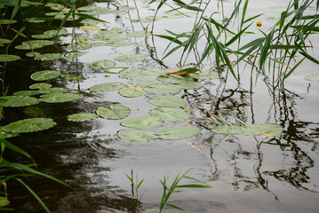 Unbloomed black lotus in the basin.
