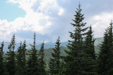 Carpatian mountains. way to Howerla. mountain and forest. Nature wallpapers.