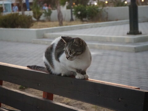 Streunerin: Katze im Urlaub am Strand im Urlaubsland