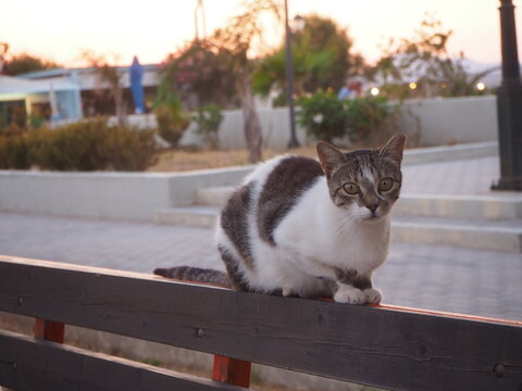 Streunerin: Katze im Urlaub am Strand im Urlaubsland