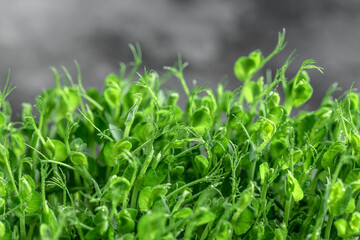 Peas micro greens sprouts close up. Pea green young tendril plants shoots microgreens. Food background. Long banner format