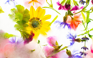 Summer background of frozen flowers in ice, cornflowers and geraniums, osteosperum and lavender and carnation