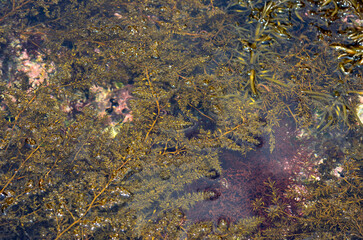 海藻　潮だまり　潮下帯の海藻