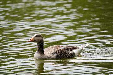 Obraz premium duck in lake at Orsted park, Copenhagen