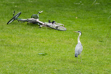 heron and bikes at Orsted park, Copenhagen